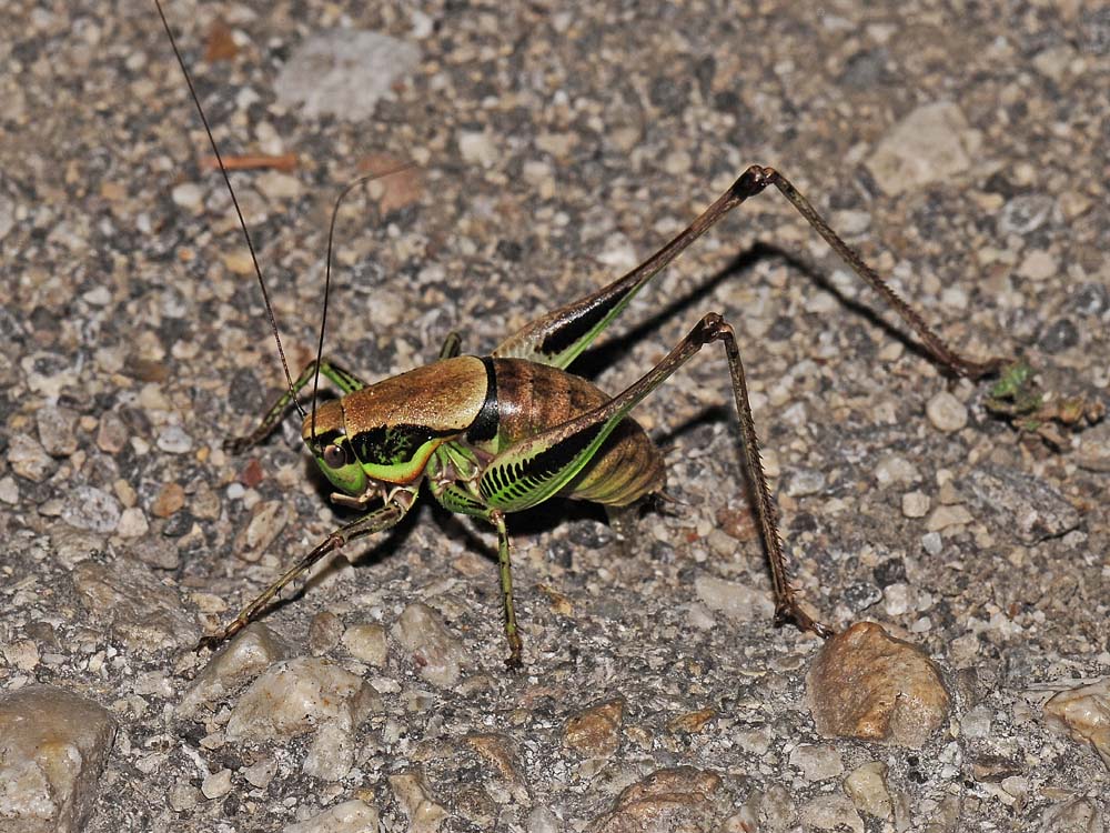 Tettigonia viridissima ed Eupholidoptera chabreri: deposiz.